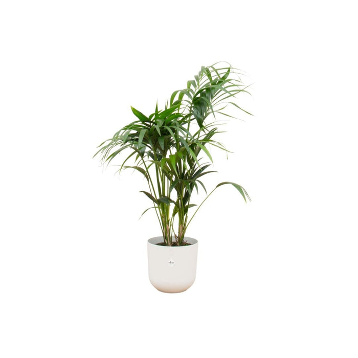 Kentia Palmetræ 160 Cm Og Dets Potte