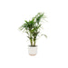 Kentia Palmetræ 160 Cm Og Dets Potte