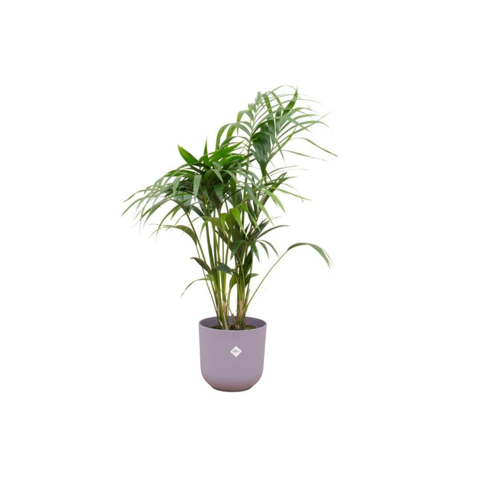 Kentia Palmetræ 160 Cm Og Dets Potte
