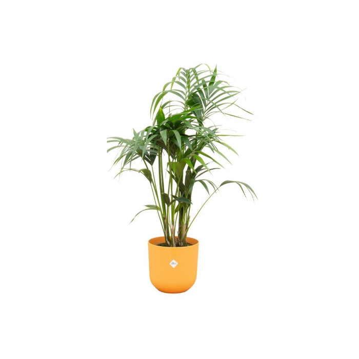 Kentia Palmetræ 160 Cm Og Dets Potte