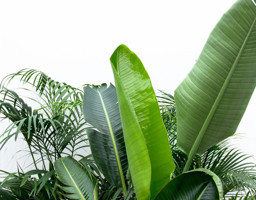 Kentia Palm, Strelitzia Augusta, Areca Palm - Sæt Med 3 Planter - Gaveæske
