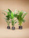 Kentia Palm, Strelitzia Augusta, Areca Palm - Sæt Med 3 Planter - Gaveæske