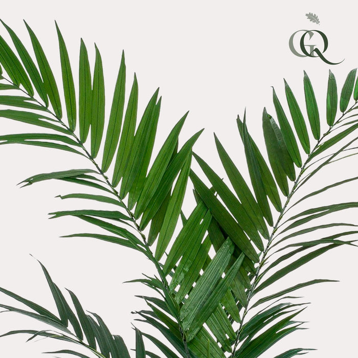 Kentia Palme Kunstig Plante - H150Cm, Ø12Cm