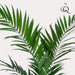 Kentia Palme Kunstig Plante - H150Cm, Ø12Cm