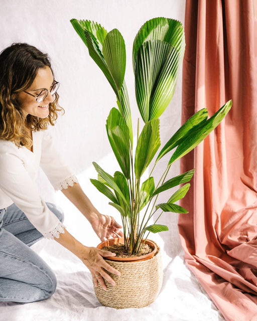 Licuala Grandis Palme H110Cm