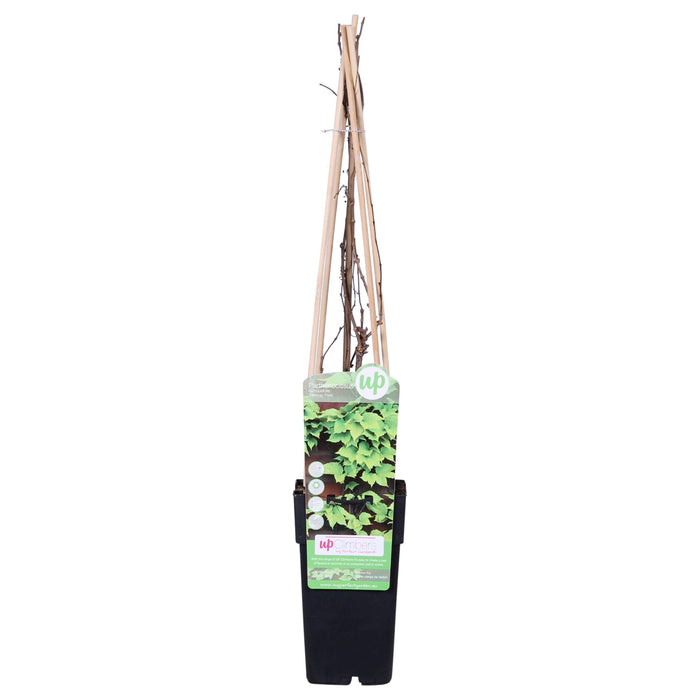 Parthenocissus Tricuspidata 'Fenway Park'