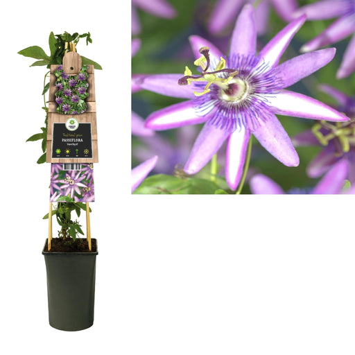 Passionsblomst Ametyst D17Cm H75Cm