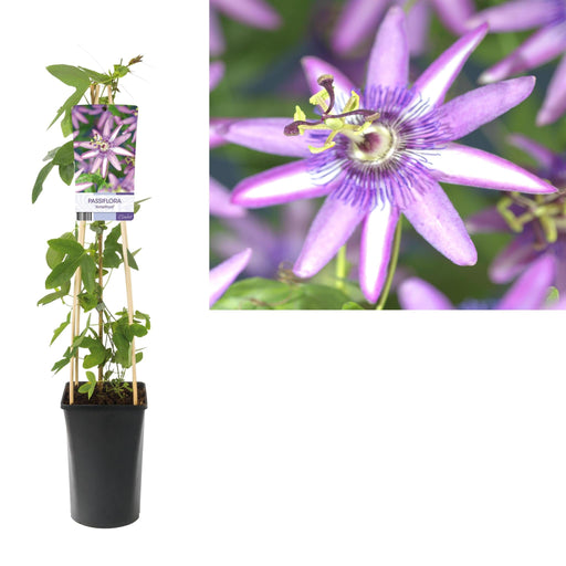 Passionsblomst Ametyst D17Cm H75Cm