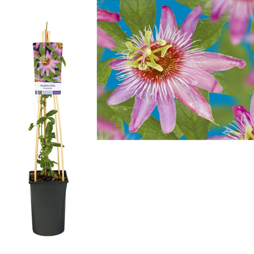 Passionsblomst Anastasia D17Cm H75Cm