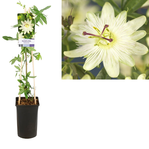 Passionsblomst Lavine D17Cm H75Cm