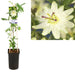 Passionsblomst Lavine D17Cm H75Cm