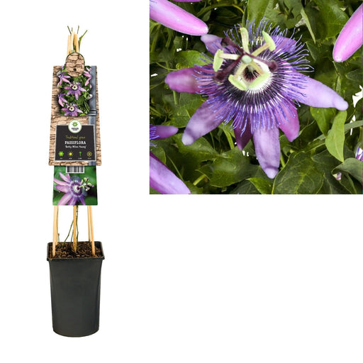 Passionsblomst Betty D17Cm H75Cm