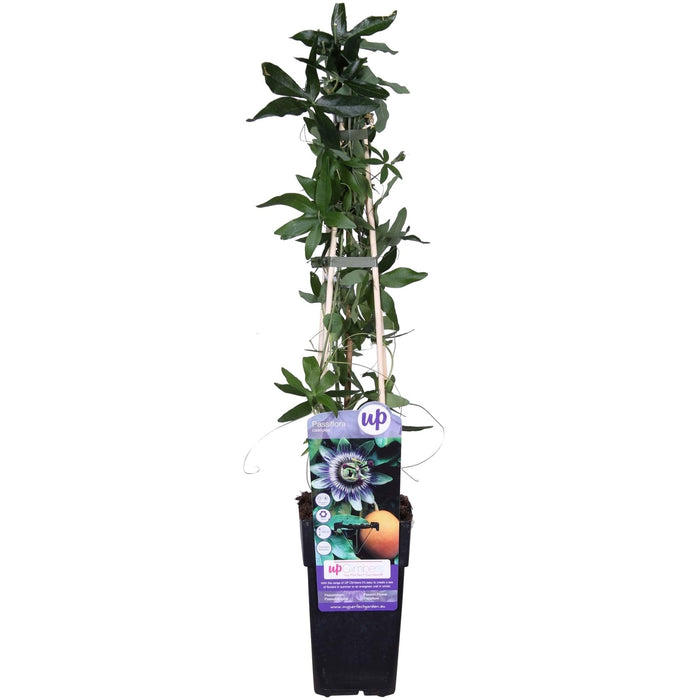 Blå Passionsblomst