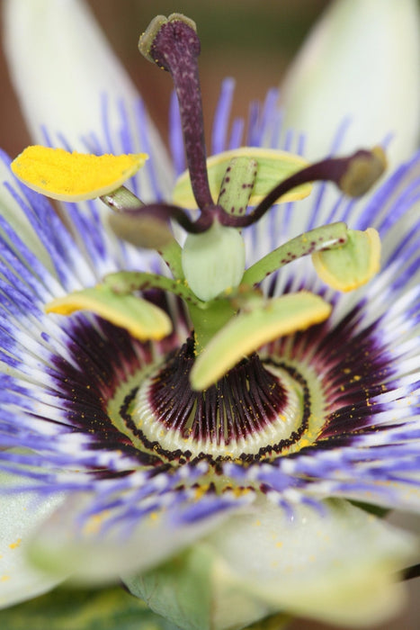Blå Passionsblomst