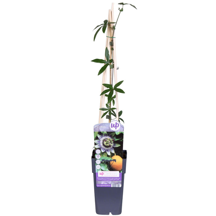 Blå Passionsblomst