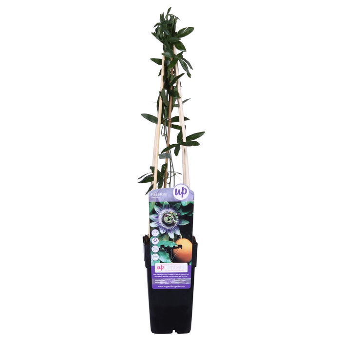 Blå Passionsblomst
