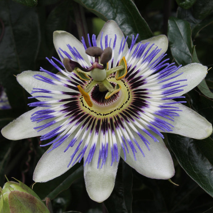 Blå Passionsblomst