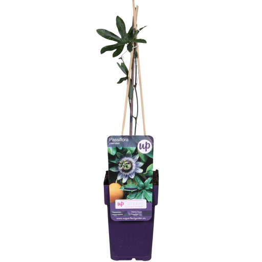Passionsblomst Caerulea - Blomstrende Klatre Udendørs Plante