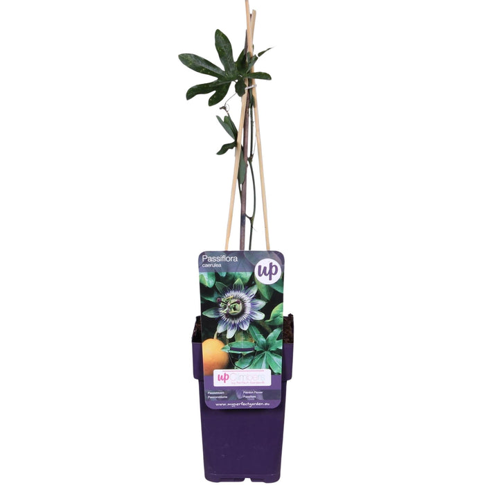 Passionsblomst Caerulea - Blomstrende Klatre Udendørs Plante