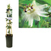 Passionsblomst Constance Elliott D17Cm H75Cm