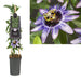 Passionflower Damsel'S Delight D17Cm H75Cm