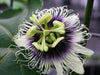 Passionsblomst Edulis D17Cm H75Cm