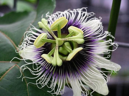 Passionsblomst Edulis D17Cm H75Cm