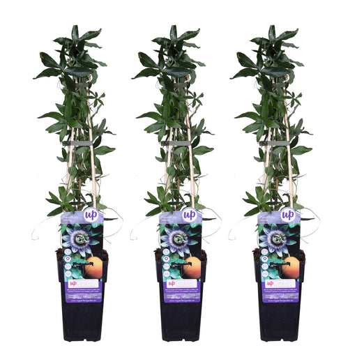 Passionsblomst - Sæt Med 3