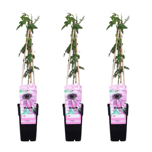 Passionsblomst 'Purple Haze' Sæt På 3 - ↨65Cm - Ø15 - Klatreblomstrende Plante