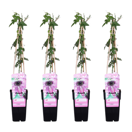 Passionsblomst 'Purple Haze' Sæt På 4 - ↨65Cm - Ø15 - Klatreblomstrende Plante