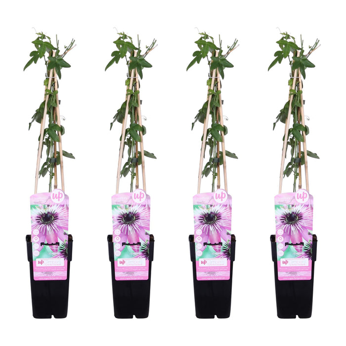 Passionsblomst 'Purple Haze' Sæt På 4 - ↨65Cm - Ø15 - Klatreblomstrende Plante