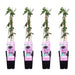 Passionsblomst 'Purple Haze' Sæt På 4 - ↨65Cm - Ø15 - Klatreblomstrende Plante