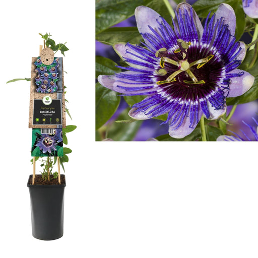 Passionsblomst Violet Lilla Haze D17Cm H75Cm
