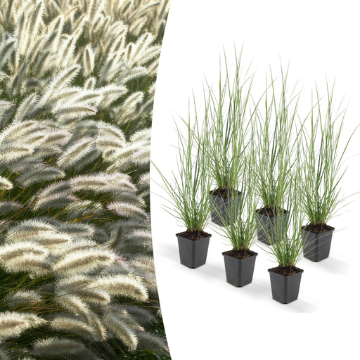Pennisetum Alopecuroides 'Hameln'