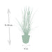 Pennisetum Alopecuroides 'Hameln'