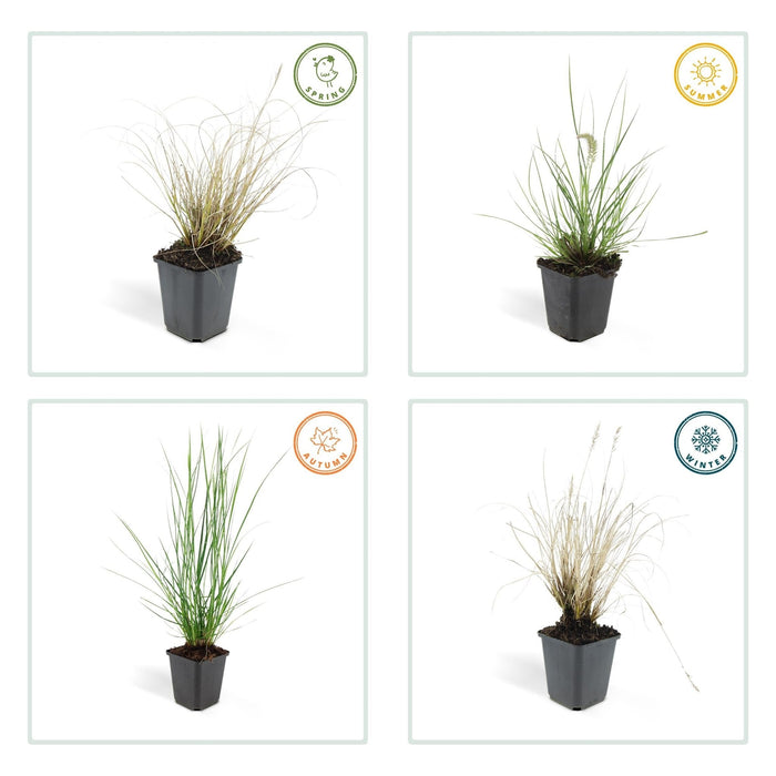 Pennisetum Alopecuroides 'Hameln'