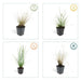 Pennisetum Alopecuroides 'Hameln'