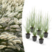 Pennisetum Alopecuroides 'Hameln'