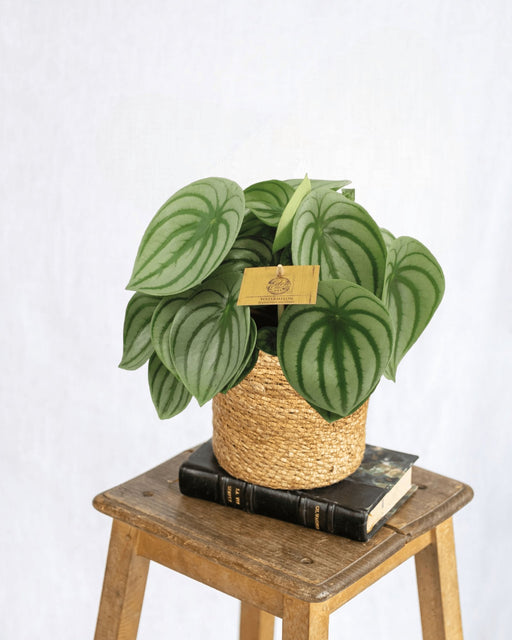Peperomia Argyreia