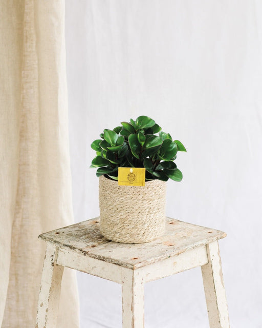 Peperomia Brændende Busk