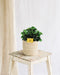 Peperomia Brændende Busk