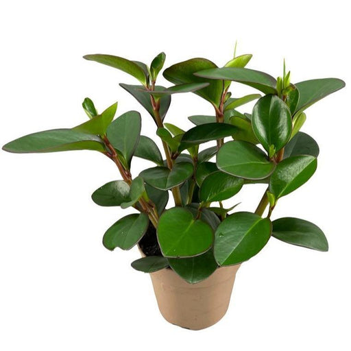 Peperomia Clusiifolia Rød Margin