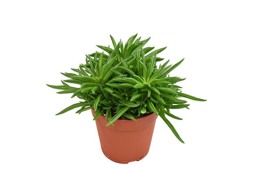 Peperomia Happy Bean H15Cm - Mini Stueplante