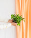 Peperomia Håb