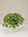 Peperomia - Kunstig Grøn Plante