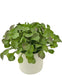 Peperomia - Kunstig Grøn Plante