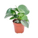 Peperomia Regndråbe