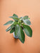 Peperomia Rød Margin