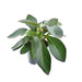 Peperomia Rød Margin