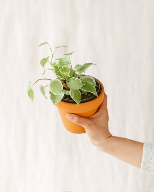Peperomia Scandens Lime Variegata
